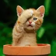 funny cat dp